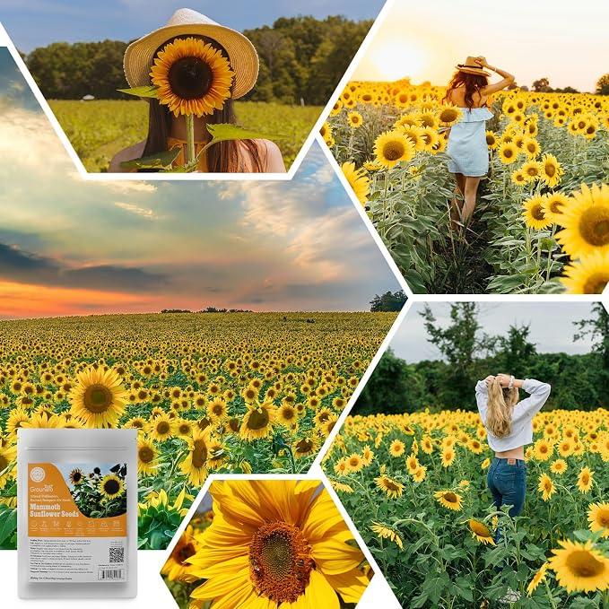 Groundio Mammoth Sunflower Seeds to Plant, 1 Ounce Packet 300+ Seeds, 6-12 FT Giant Sunflower, Non-GMO, Heirloom, High Germination, Grown in the USA