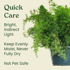 Sprengeri Asparagus Fern Hanging Basket 10" – Live Plant with Lush Green Foliage – Air-Purifying, Easy-Care Houseplant for Indoor & Outdoor Spaces – 24" to 28" Spread – Tropical Plants of Florida