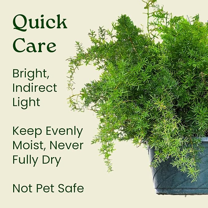 Sprengeri Asparagus Fern Hanging Basket 10" – Live Plant with Lush Green Foliage – Air-Purifying, Easy-Care Houseplant for Indoor & Outdoor Spaces – 24" to 28" Spread – Tropical Plants of Florida