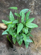 PLANTVERS Cebu Blue Pothos in a 6" Nursery Pot– Epipremnum Pinnatum Live Plant – Easy Indoor Vining Plant – Low Light Tropical Houseplant – Air Purifying & Pet-Friendly Indoor Plant