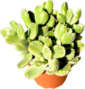 FATPLANTS Succulent Plant(s) Fully Rooted in 4 inch Planter Pots with Soil - Real Live Potted Succulents/Unique Indoor Cactus Decor (1, Variegated Bear Paws)