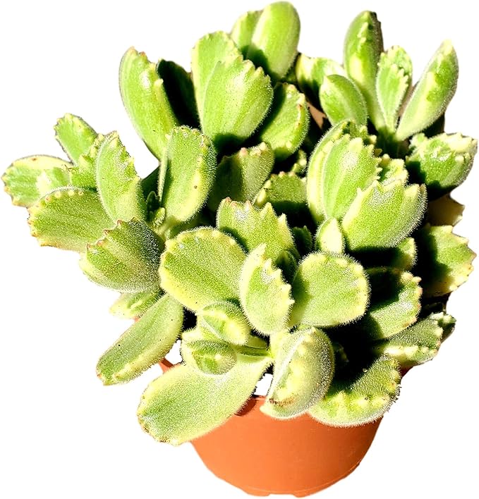 FATPLANTS Succulent Plant(s) Fully Rooted in 4 inch Planter Pots with Soil - Real Live Potted Succulents/Unique Indoor Cactus Decor (1, Variegated Bear Paws)