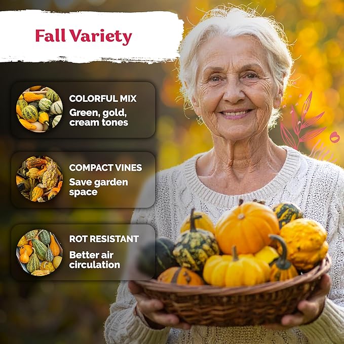 KVITER 50 Small Gourd Seeds Mix (Cucurbita Pepo) – Ornamental Fall Decor Gourds, Non GMO & Organic – Perfect Heirloom Seeds for Planting Decorative Gourds in Vegetable Garden