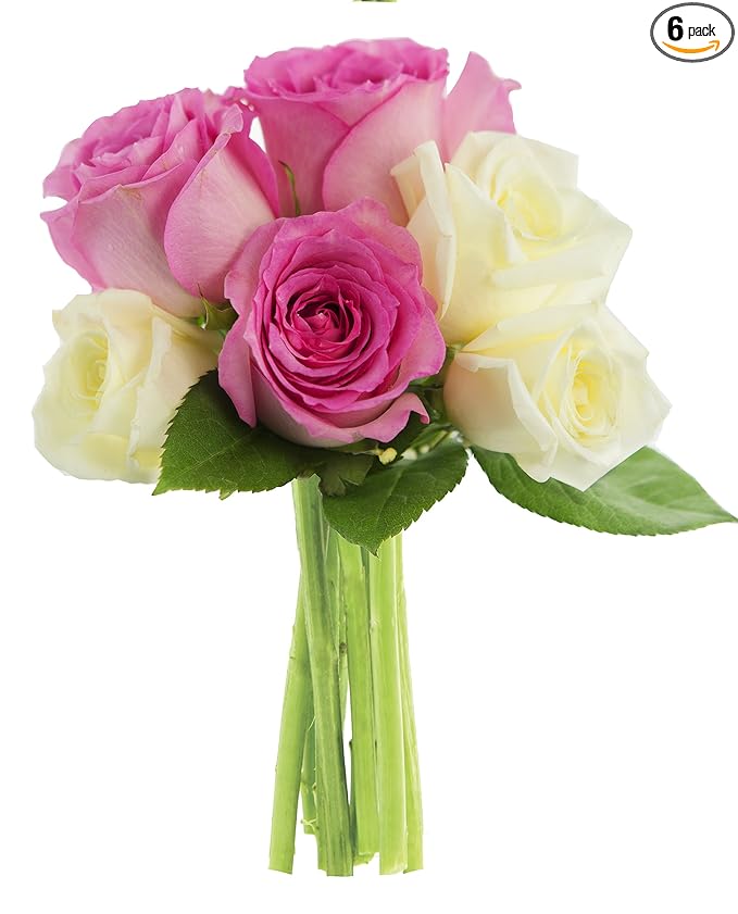 KaBloom PRIME NEXT DAY DELIVERY - Fall Collection - Pink and White Roses (Half Dozen) .Gift for Birthday, Sympathy, Anniversary, Get Well, Thank You, Valentine, Mother’s Day Fresh Flowers