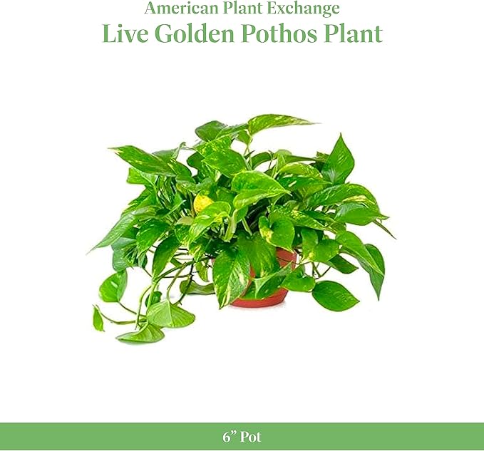 American Plant Exchange Golden Pothos – 6-Inch Pot – Live Easy Care Vining Houseplant, Air Purifying Indoor Plant for Home, Office, or Garden Decor