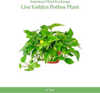 American Plant Exchange Golden Pothos – 6-Inch Pot – Live Easy Care Vining Houseplant, Air Purifying Indoor Plant for Home, Office, or Garden Decor