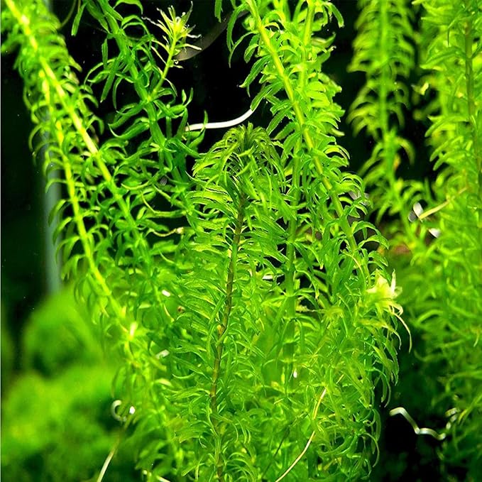 Anacharis Egeria Densa Bunch Live Aquarium Plants (Rooted in 2 Inch Pot)