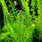 Anacharis Egeria Densa Bunch Live Aquarium Plants (Rooted in 2 Inch Pot)