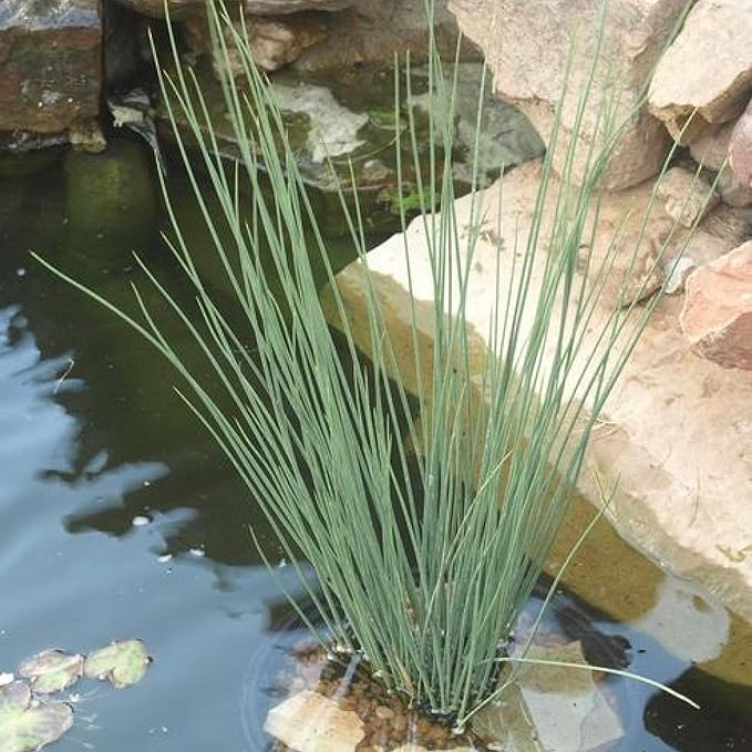 Chalily Blue Arrows Rush, a Great Live Pond Plant for Your Water Garden. Filters koi and Goldfish Ponds. Good for Bogs, Plant Shelf or Shallow Water This marginal Aquatic is a Real Beauty