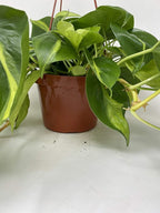 Brazil Philodendron 6" Hanging Basket - Low Light - Easy Care, Green, Modern Style, Air Filtering, Indoor Use