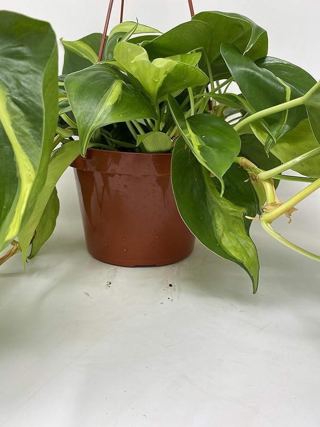 Brazil Philodendron 6" Hanging Basket - Low Light - Easy Care, Green, Modern Style, Air Filtering, Indoor Use
