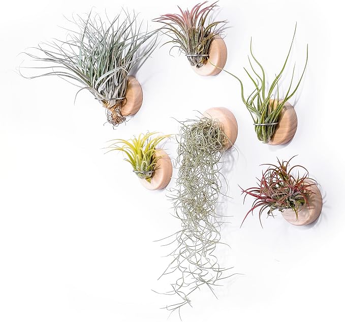 MITIME Air Plants Holders-Real Wood Live Air Plant Holders.Rustic Air Plant Stand,Wall-mounted to save space.(Plants not included)(Orbicular Set of 6)