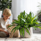 4 Pcs Artificial Greenery Stems Dracaena Faux Branches Artificial Plants Realistic Fake Dracaena Greenery Realistic Plants for Indoor Outdoor Porch Patio Home Office Living Room Decor (Light Green)