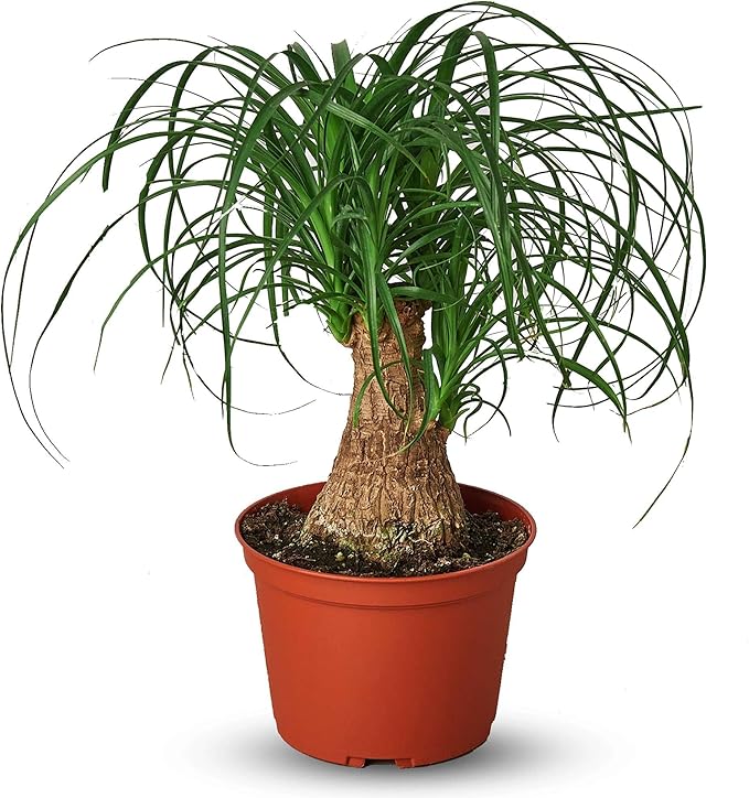 Palm Ponytail Live Plant for Indoor | Different Houseplants in 4'' & 6'' Pot | Real House Plant for Living Room, Office, Desk & Bathroom | Beaucarnea recurvata | Ponytail Palm