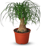 Palm Ponytail Live Plant for Indoor | Different Houseplants in 4'' & 6'' Pot | Real House Plant for Living Room, Office, Desk & Bathroom | Beaucarnea recurvata | Ponytail Palm