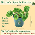 Dr. Lu’s Organic Watermelon Peperomia | Rare Peperomia Live Plant | Rooted Cute Watermelon Plant for Air Purifying | Easy Grow PeperomiaArgyreia in 4'' Nursery Pot
