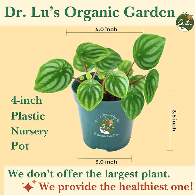 Dr. Lu’s Organic Watermelon Peperomia | Rare Peperomia Live Plant | Rooted Cute Watermelon Plant for Air Purifying | Easy Grow PeperomiaArgyreia in 4'' Nursery Pot