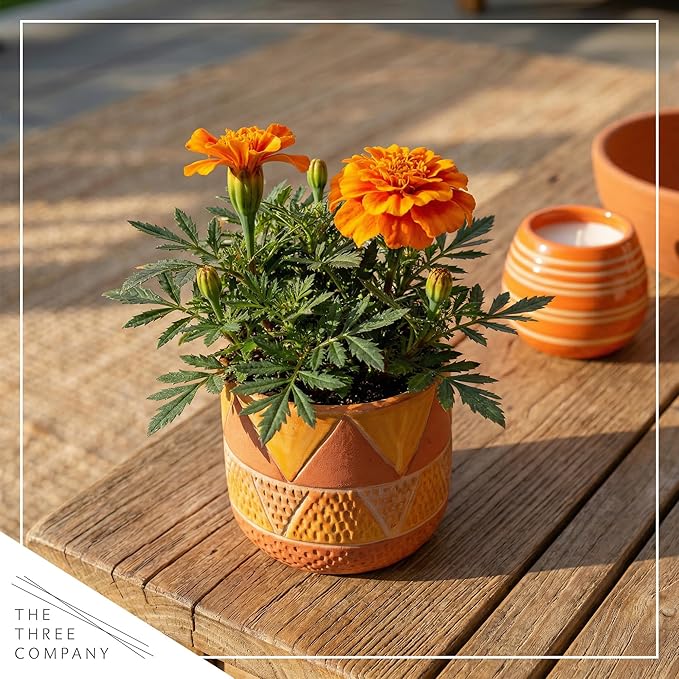 Live Flowering Marigold - Durango Orange (4 Per Pack), Beautiful Spring Color, 8" Tall by 4" Wide in 1 Pt Pot