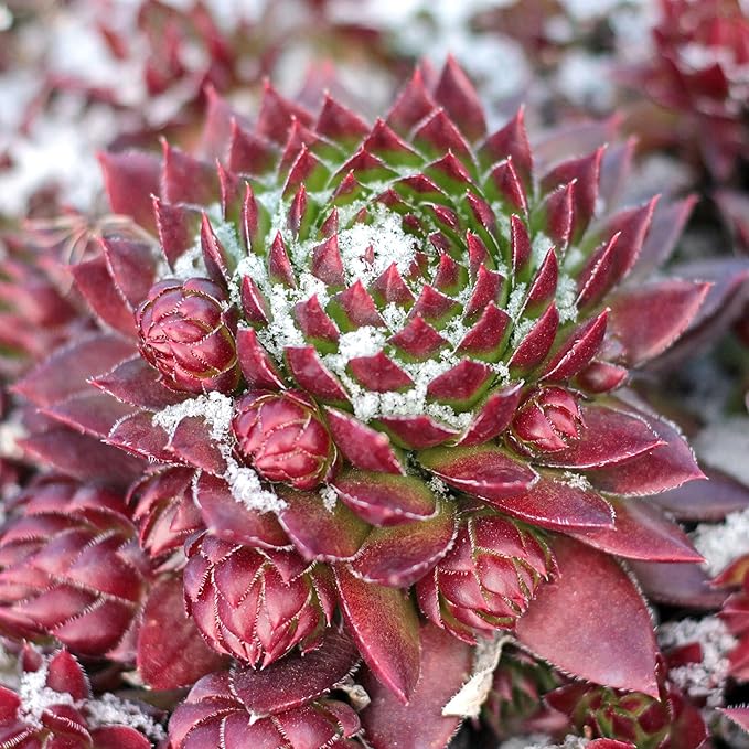 Mountain Crest Gardens Hardy Succulent Variety Pack - 20 Frost-Tolerant Live Plants, Rooted in 2 Inch Pots - Real Outdoor Succulents for Rock Gardens, Landscaping, DIY Arrangements