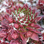 Mountain Crest Gardens Sempervivum Succulent Variety Pack - 12 Hardy Live Rosette Plants, No Repeats, Rooted in 2 Inch Pots - Succulents for Rock Gardens, Containers, DIY Displays
