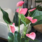 Pink Anthurium Live Plant (Approx. 17-19" Tall), Real Flowers/Unique House Plants in 6" Nursery Pot, Floral Office Plants, Air Purifying Plants & Cool Gifts for Plant Lovers by Plants for Pets