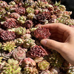 100 Pack Succulent Plants Live, Assorted Succulents Bulk Bare Root, Live Mini Succulent Plants, Easy Care Indoor Outdoor Plants for Beginners, Terrarium DIY Kit, Wedding Party Favors,Desk Decor