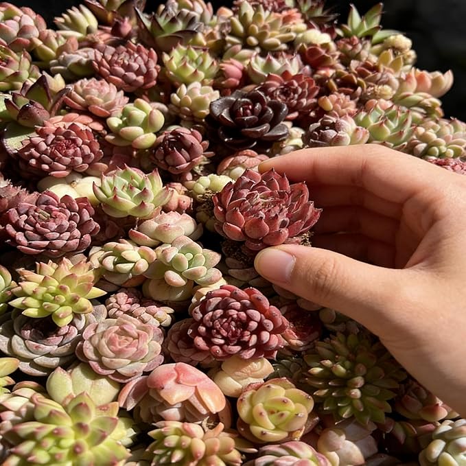 100 Pack Succulent Plants Live, Assorted Succulents Bulk Bare Root, Live Mini Succulent Plants, Easy Care Indoor Outdoor Plants for Beginners, Terrarium DIY Kit, Wedding Party Favors,Desk Decor