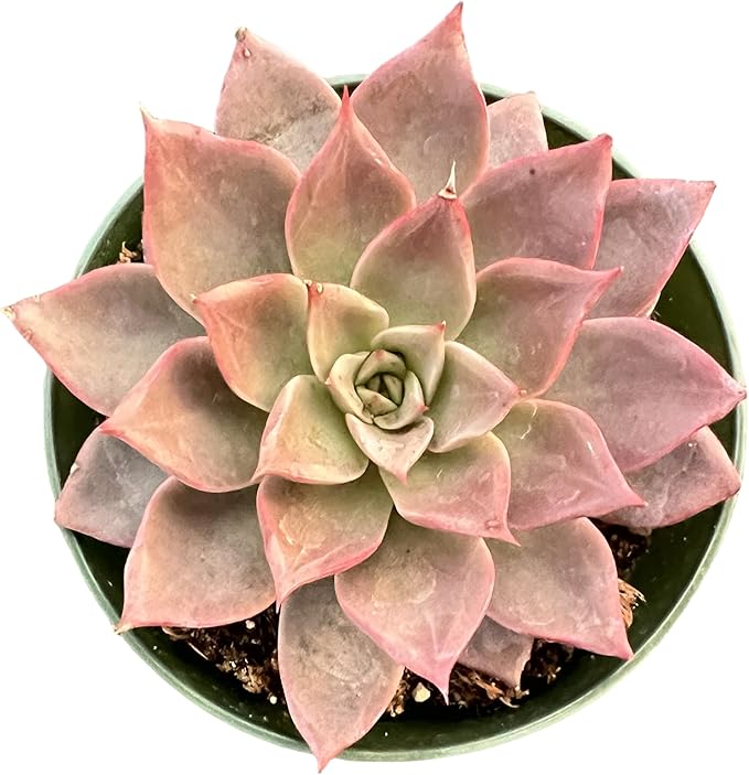 Sprout N Green Echeveria Meiya, Rare Live Succulent Plant Fully Rooted in 4" Planter with Soil, Home Office Indoor Outdoor Wedding Decoration DIY Projects Party Favor