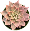 Sprout N Green Echeveria Meiya, Rare Live Succulent Plant Fully Rooted in 4" Planter with Soil, Home Office Indoor Outdoor Wedding Decoration DIY Projects Party Favor