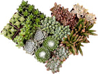 Succulents Plants Live (20PK) Potted Succulent Plants Live House Plants, Cactus Plants Live Plants Indoor Plants Live Houseplants, Indoor Plant Succulents Live Plant House Plant by Plants for Pets