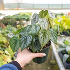 Philodendron Brandi Live Plant for Indoor | Different Houseplants in 4'' & 6'' Pot | Real House Plant for Living Room, Office, Desk & Bathroom | Silver Leaf | brandtianum