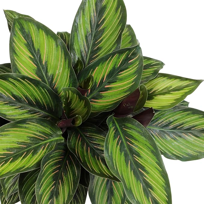 Plants for Pets Calathea Ornata Plant Decor, Pinstripe Plant in 6" White Pot, Cat Safe, Pet Friendly Indoor Plants, Live Plant Gifts for Plant Lovers, Desk Plants & Decorative Plants by Plants for Pet