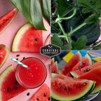 Sugar Baby Watermelon Seeds - Grow Little Round Icebox Watermelons at Home - Non-GMO Heirloom Variety for Planting - Survival Garden Seeds (5 Pack)