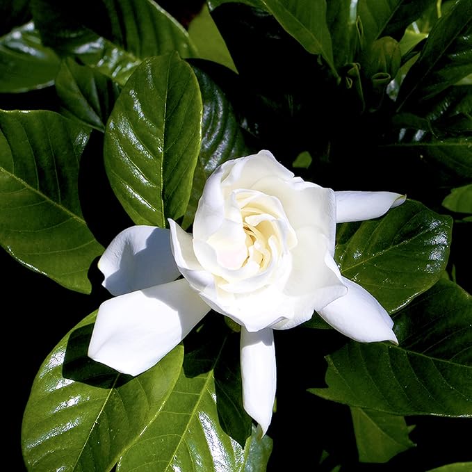 Gardenia Plant (3G), Cape Jasmine Plant Outdoor Plants, Fresh Flowers for Delivery Prime, Live Plants Indoor Plants Live Houseplants, Gardenia Plants Live House Plants Indoors Live by Plants for Pets