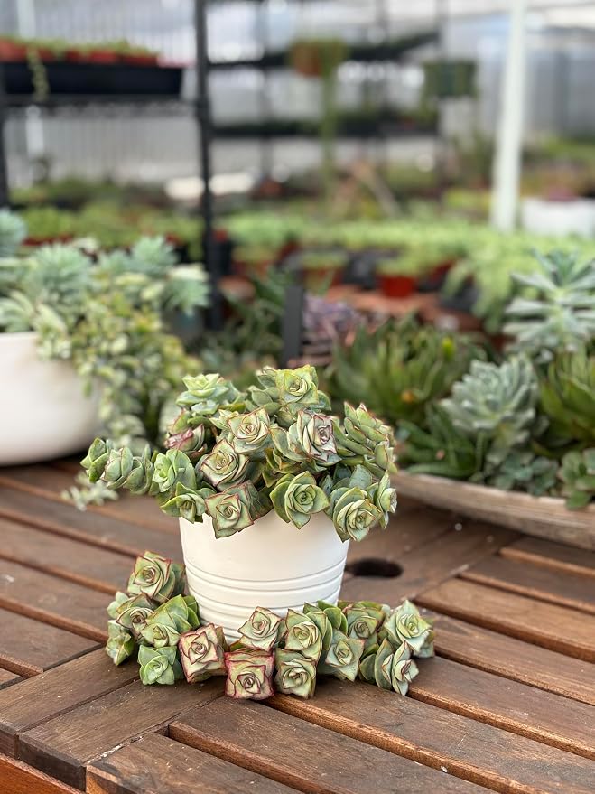 Crassula Perforata Ivory Towers, String of Buttons, Succulents Plants Live Fully Rooted House Plant for Home Decor Office Decoration, DIY Projects