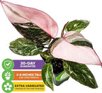 Marble Galaxy Philodendron - Philodendron erubescens by Wellspring Gardens - Variegated Starter Plant - Rare House Plants - Heart-Shaped Pink Plant for Indoor/Outdoor Use (2-Pack)
