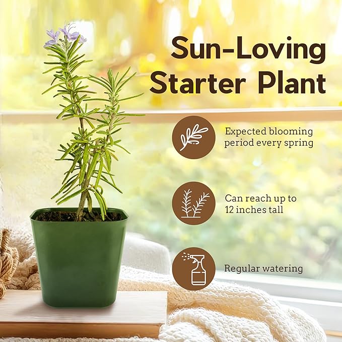 Mini Purple Flower Rosemary Plant Starter Outdoor Herb Garden Live Rosemary Plant (2)