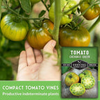 Cherokee Green Tomato Seeds for Planting – Heirloom Green Tomato Variety with Rich Sweet Flavor – Large Non-GMO Beefsteak Tomatoes for Slicing and Salads – Survival Garden Seeds (2 Pack)