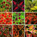 CarpetC 100+ Coleus Rainbow Seeds for Planting, Perennial Colorful Foliage Shade Plant, Plectranthus scutellarioides for Home Containers and Garden Borders