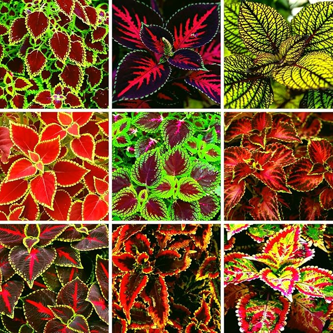 CarpetC 100+ Coleus Rainbow Seeds for Planting, Perennial Colorful Foliage Shade Plant, Plectranthus scutellarioides for Home Containers and Garden Borders