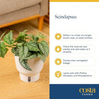 Costa Farms Scindapsus Live Plant in Self Watering Pot, Assorted Variety, Easy Care, Air Purifying Vining Indoor Houseplant, Perfect for Home, Room, or Office Décor, 9-12 Inches Tall, Pack of 2