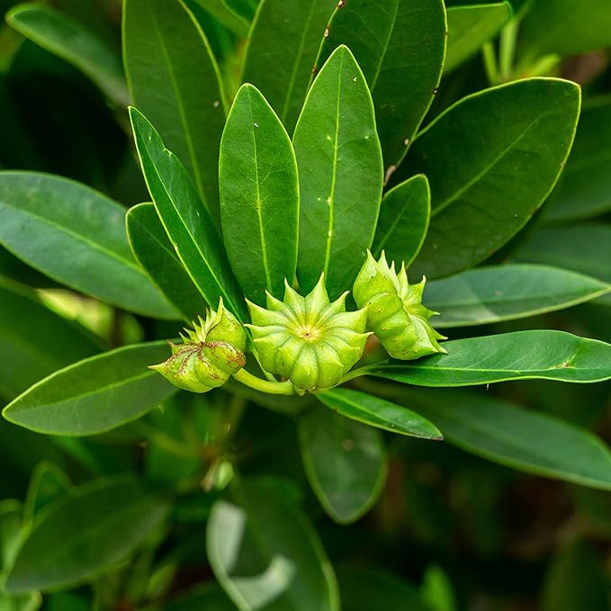 Perfect Plants Ocala Anise 1 Gallon | Live Shrub for Landscaping | Evergreen & Provides Privacy
