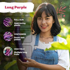 KVITER 175 Long Purple Eggplant Seeds (Solanum melongena) – Asian Eggplant, Dark Purple Italian Egg Plant Seed Packets – Heirloom Vegetable Seeds for Planting Outdoors & Indoor Garden, Containers Beds