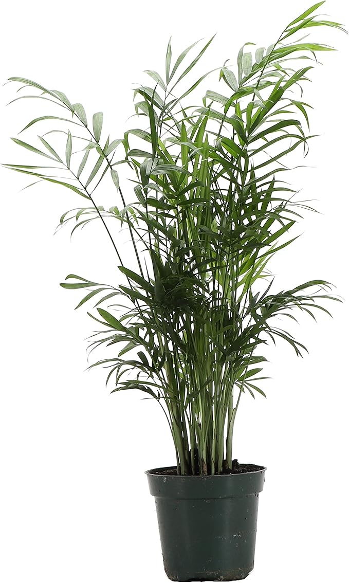 Thorsen's Greenhouse Parlor Palm Plant, Live Indoor Plant, Neanthe Bella Palm, Natural Air Purifier, Easy to Grow, Pet Safe Plant, 4-inch Diameter Pot
