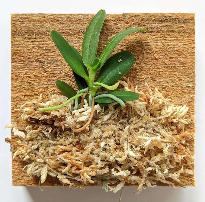 Miniature Orchid: Haraella retrocalla, Mounted, Adult Size