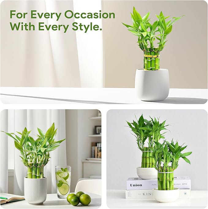 Lucky Bamboo Plants Live Indoor (10 Stalks, 8 Inch) - Fresh House Plants for Office Desk, Home Decor, for Positive Energy, Prosperity & Easy Care