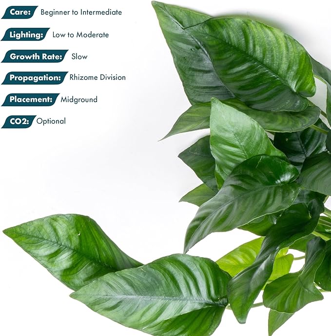 SubstrateSource Anubias Live Aquarium Plants - Potted Freshwater Plant for Fish Tanks, Terrariums - Beginner Friendly Low Light (Barteri Striped, Mother Plant)