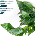 SubstrateSource Anubias Live Aquarium Plants - Potted Freshwater Plant for Fish Tanks, Terrariums - Beginner Friendly Low Light (Barteri Striped, Mother Plant)