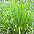 Lemongrass 4 Live Plants Each 8-12" Tall fully rooted
