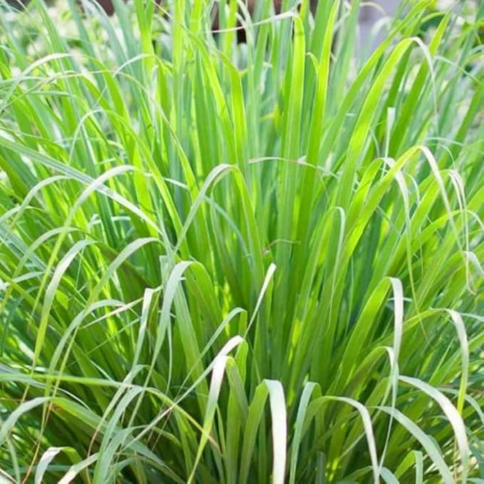 Lemongrass 4 Live Plants Each 8-12" Tall fully rooted